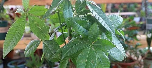 夏季养发财树的正确浇水方法（发财树夏天多久浇一次水？如何保持适当的湿度？）