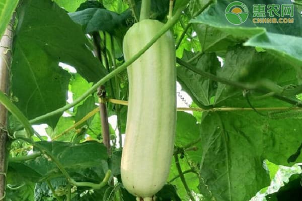 丝瓜种植时间在几月？