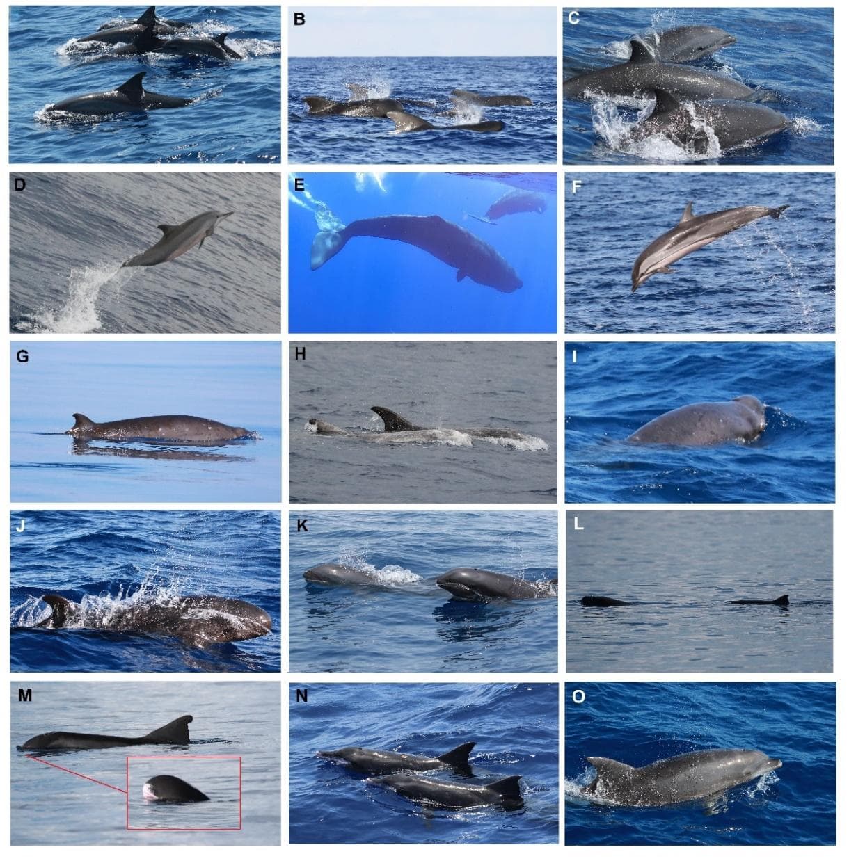 中国科学院深海所揭示南海鲸类生物多样性关键区域