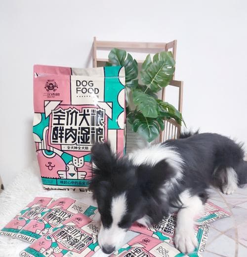 干湿粮混合喂食对狗狗消化有何影响？