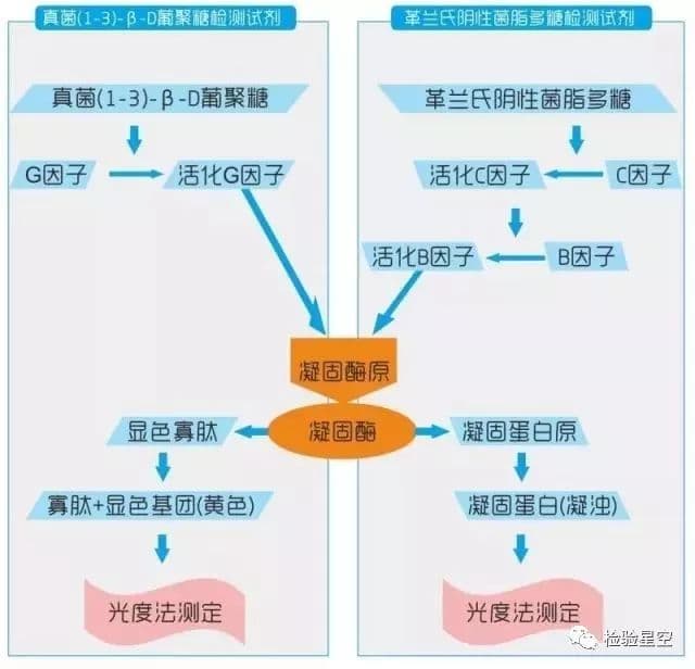 一文掌握，G试验与GM试验的区别及临床意义