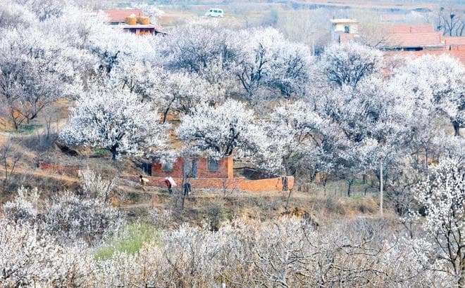 阳阳、龙龙带您穿越刘海寺杏花谷【活动攻略来啦】