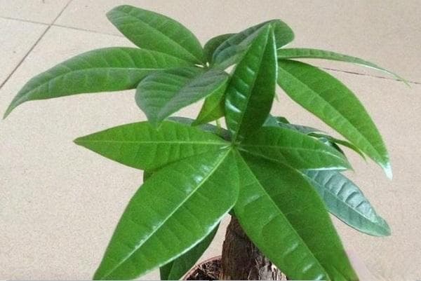 发财树的种植方法及养护
