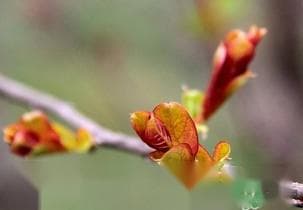 狗狗能吃香椿吗？这些蔬菜水果要当心