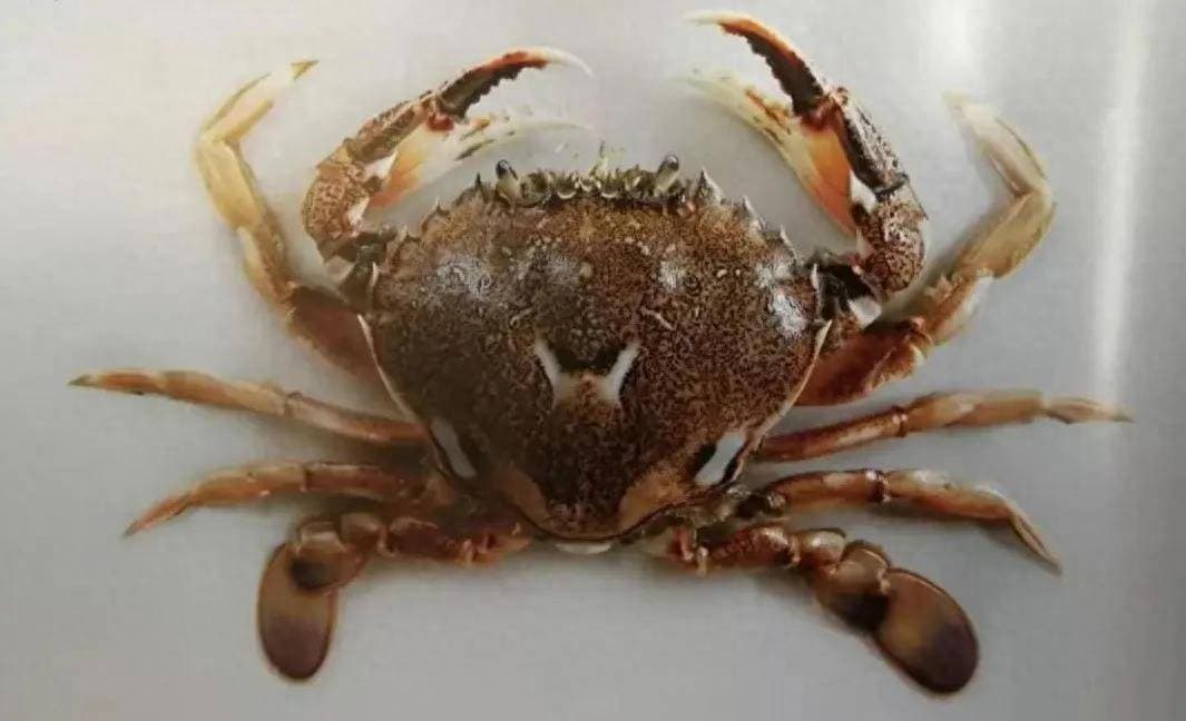 中国水产研究院实验揭示螃蟹死后2小时、5小时、24小时的食用风险