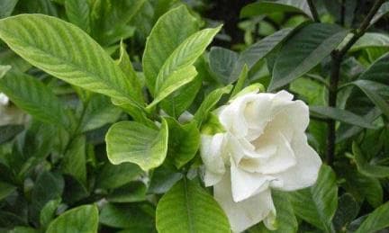 栀子花怎么种植和养护（栀子花的栽培技术）