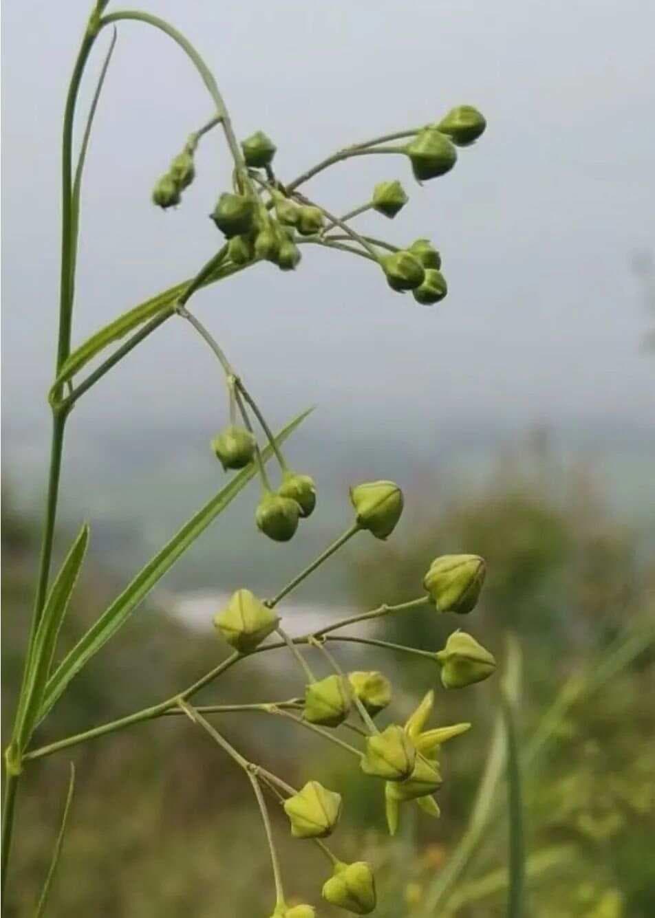 徐长卿：灭诸邪的掌门药