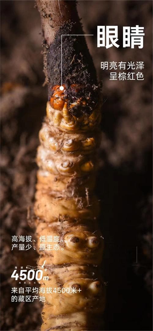冬虫夏草分类揭秘：它究竟属于哪一类中药材？