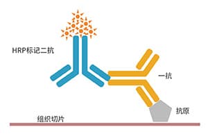 免疫组织化学（IHC）：原理、应用与实验指南
