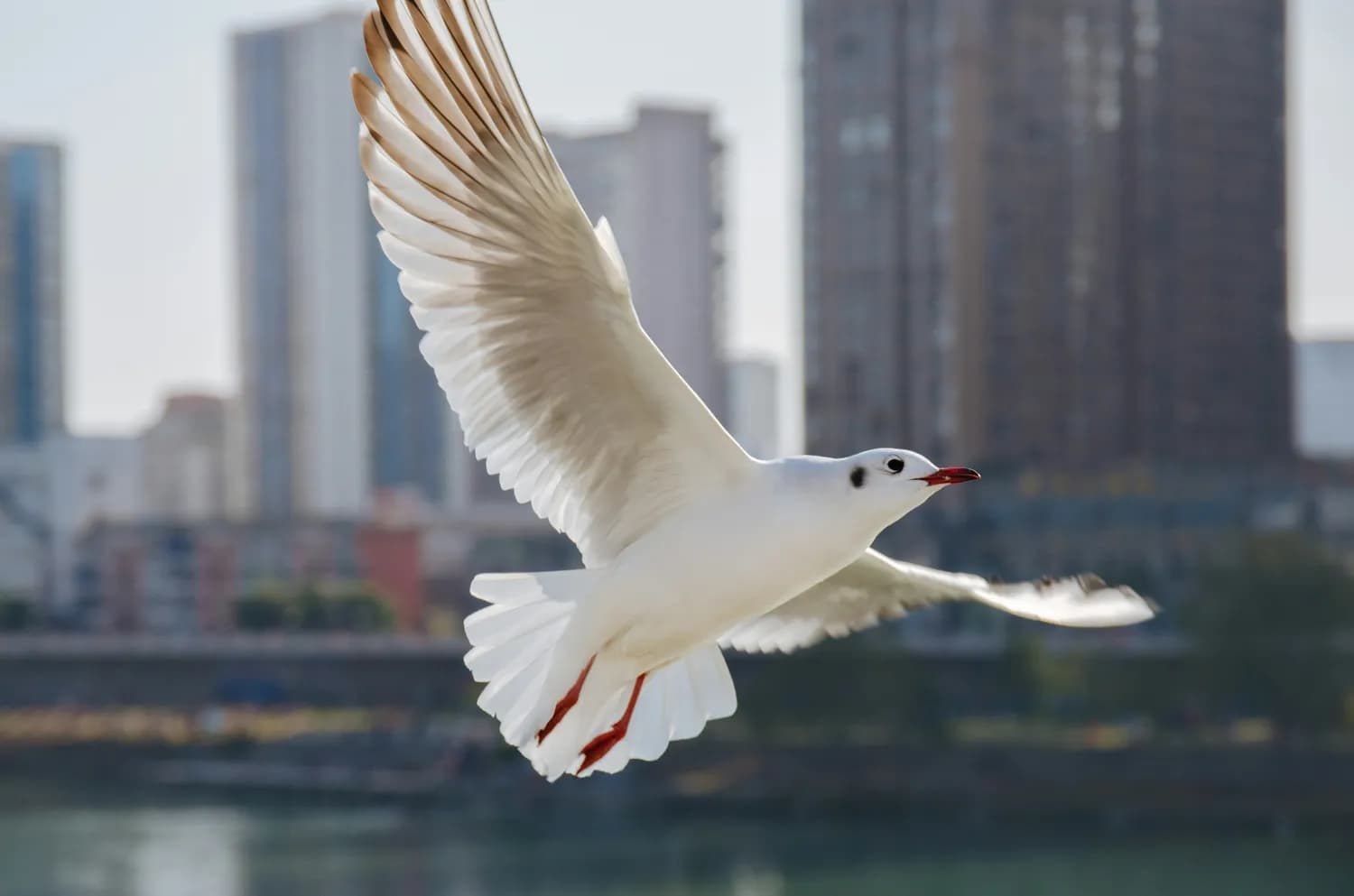 湛江红嘴鸥游船：每天3班，80分钟畅游海湾精华