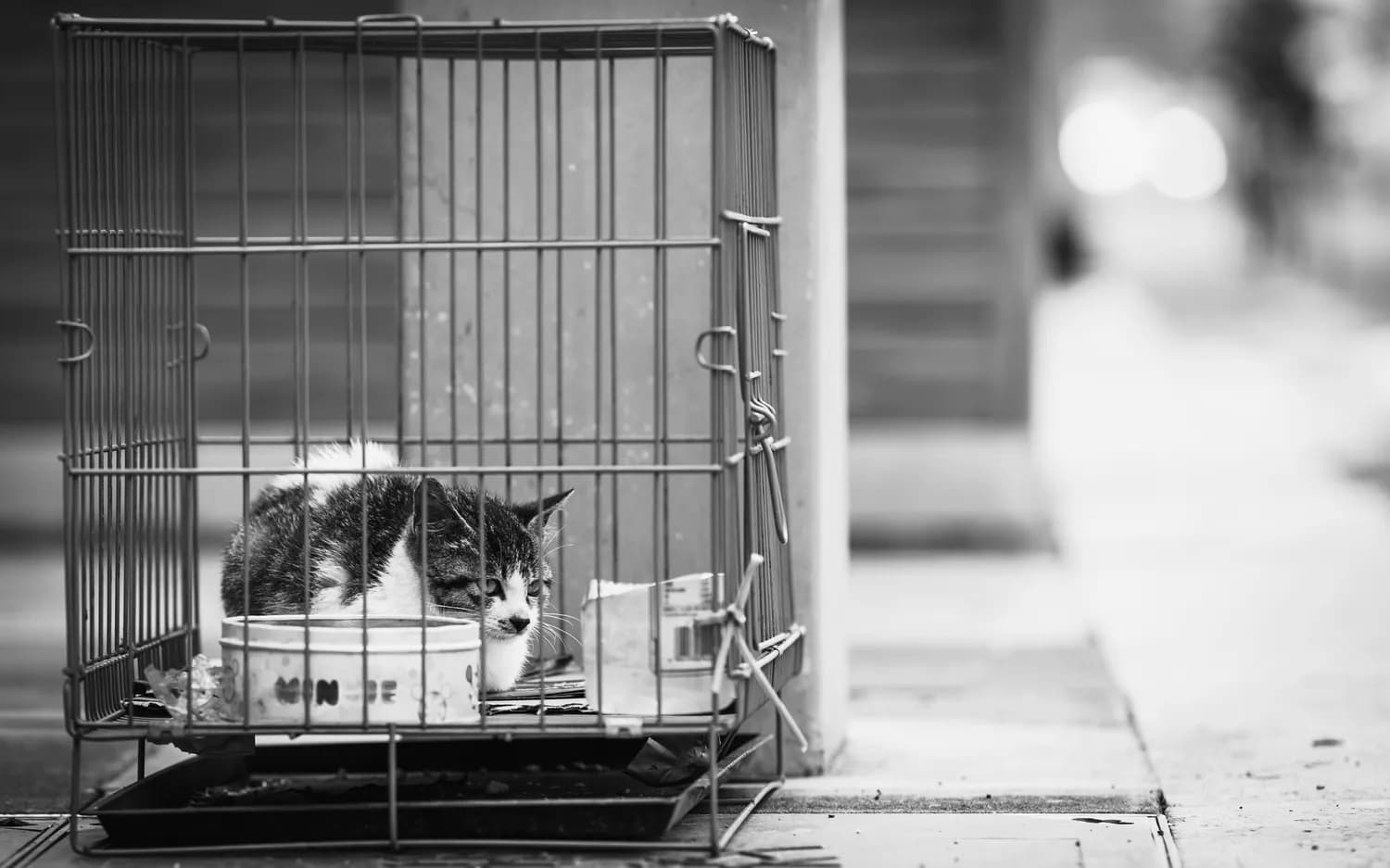流浪猫问题亟待科学管理：南京大学专家热议生态影响与解决方案