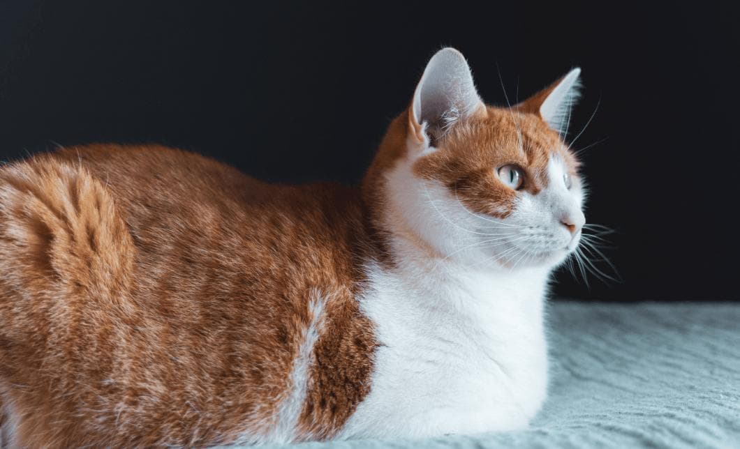 猫咪也会“说抱歉”，宠主却不知，猫咪心里好委屈！