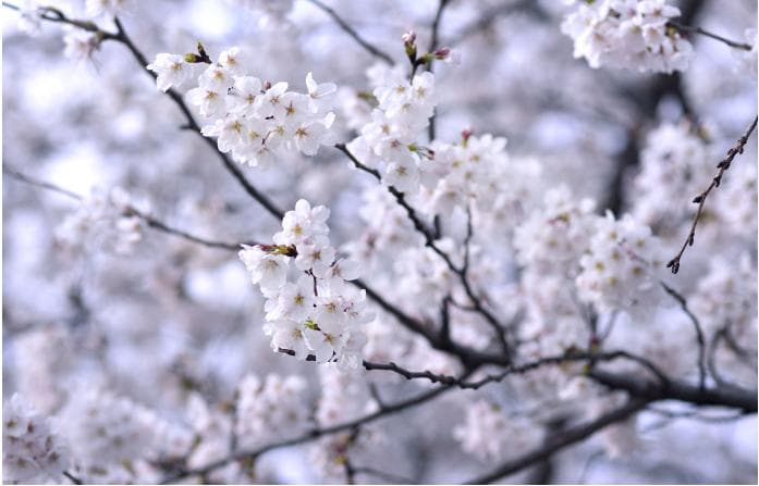 蜈蚣临床应用要点