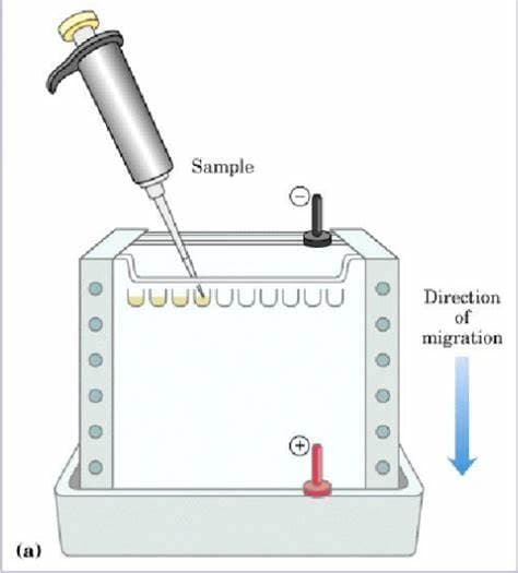 Western Blotting（WB）上样量优化：提升实验准确性的关键策略