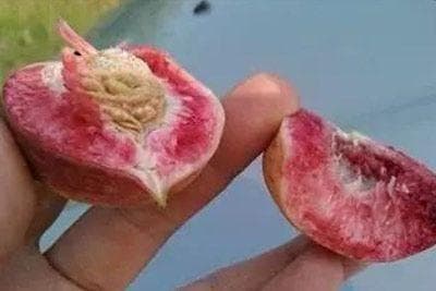 鲁山十大特产