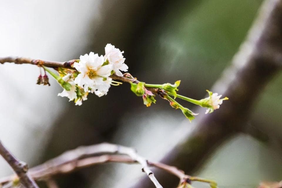 南京玄武湖现罕见景象：桃花樱花秋季齐绽放