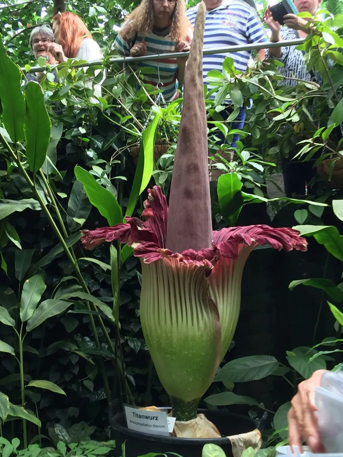 世界首次！国家植物园实现巨魔芋群体开花
