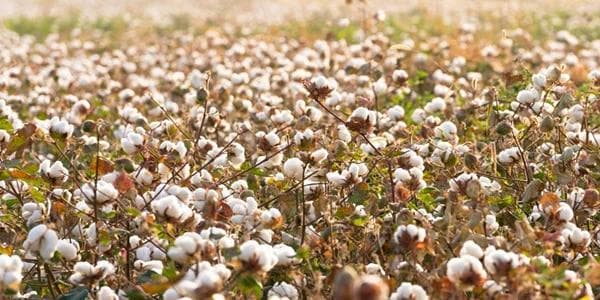 Better Cotton监管链标准注册表FAQ | 实现棉纺织行业的可追溯性
