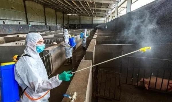 养猪业病毒防控指南：生物安全与卫生防控要点