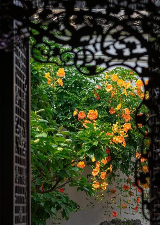 苏州园林花窗：凌霄花打造夏日清凉境