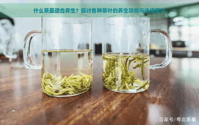 什么茶最适合养生？探讨各种茶叶的养生功效与选择建议