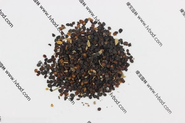 康乃馨的种子适合在几月份种植