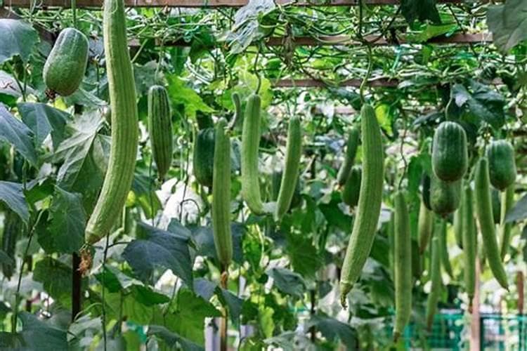 丝瓜栽培管理的艺术：从播种到收获的全程指南