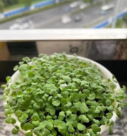 薄荷种子的获得（从种植到收获，了解薄荷种子的获取方法）