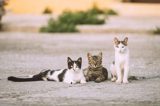 如何帮助流浪猫适应室内生活