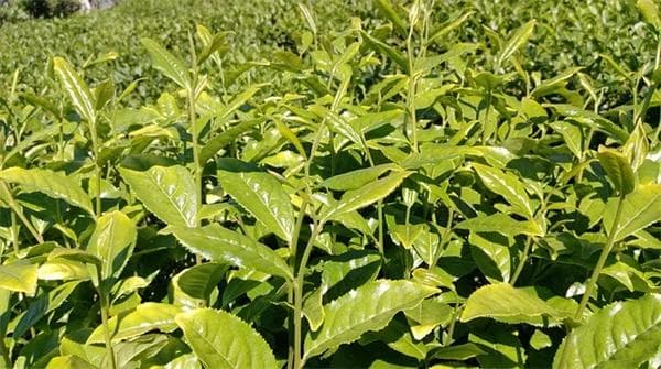 巧克力过期会中毒吗？安全食用与判断的5大秘诀