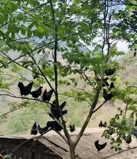 乌蒙磅礴藏珍羽：解码千年盐津乌骨鸡的基因与文明传承