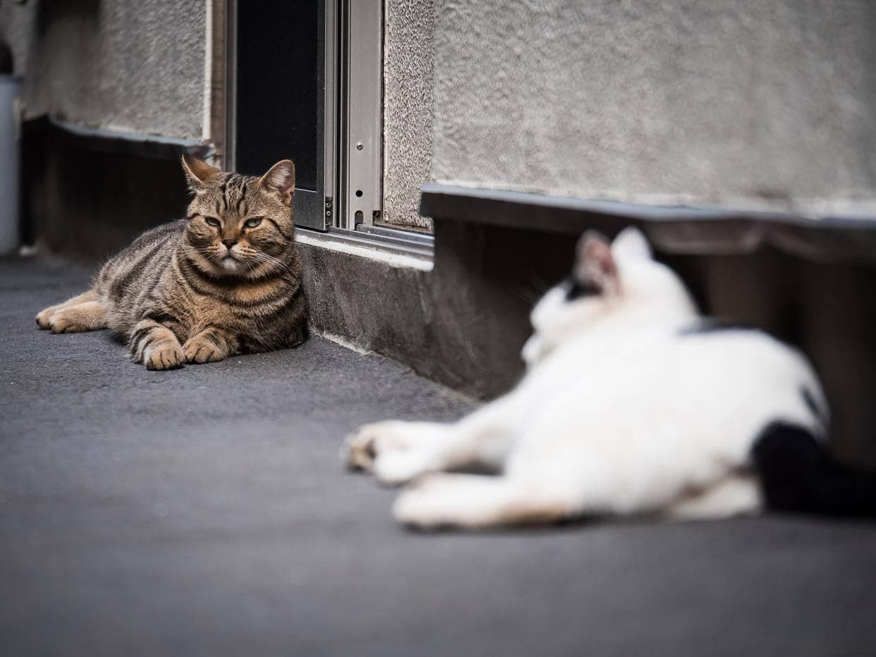 流浪猫渴望被收养的三大表现，流浪猫也渴望被爱，只是我们不知道