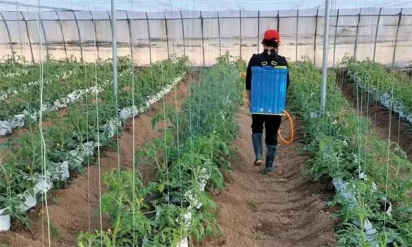 番茄怎样合理追肥与叶面施肥？