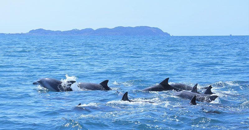 天草观赏海豚最佳地点推荐：时间、价格与人气排名全解析