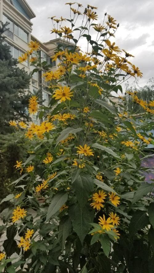 洋姜：一种能调节血糖的食用植物