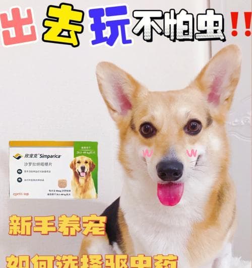 小狗需要定期驱虫吗？驱虫的重要性与频率是什么？