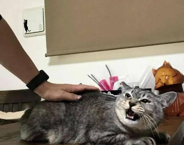 猫咪也有血型？！了解这一点，关键时刻能救命！