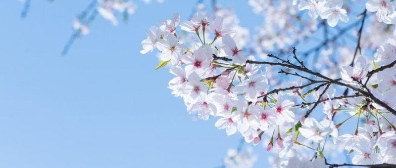 2024南京清明节旅游景点推荐（附地址+开放时间）