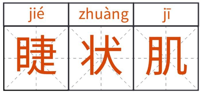 眼睛疲劳、近视，竟和睫状肌有关？