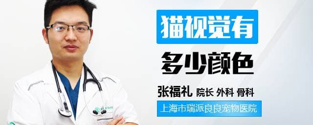 揭秘猫咪的视觉世界：颜色感知与夜间视力