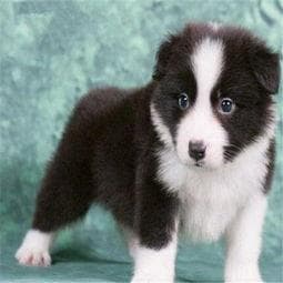边境牧羊犬养护指南（边境牧羊犬怎么养训练）
