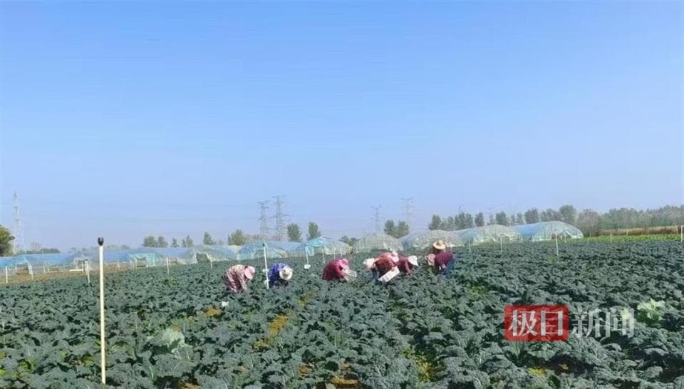 新品皱叶菜在武汉成功试种，这款蔬菜新秀亩产可达万元