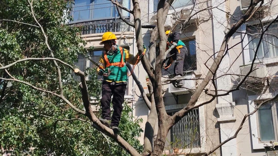 万里这个小区以绣花功夫破解绿与光之困