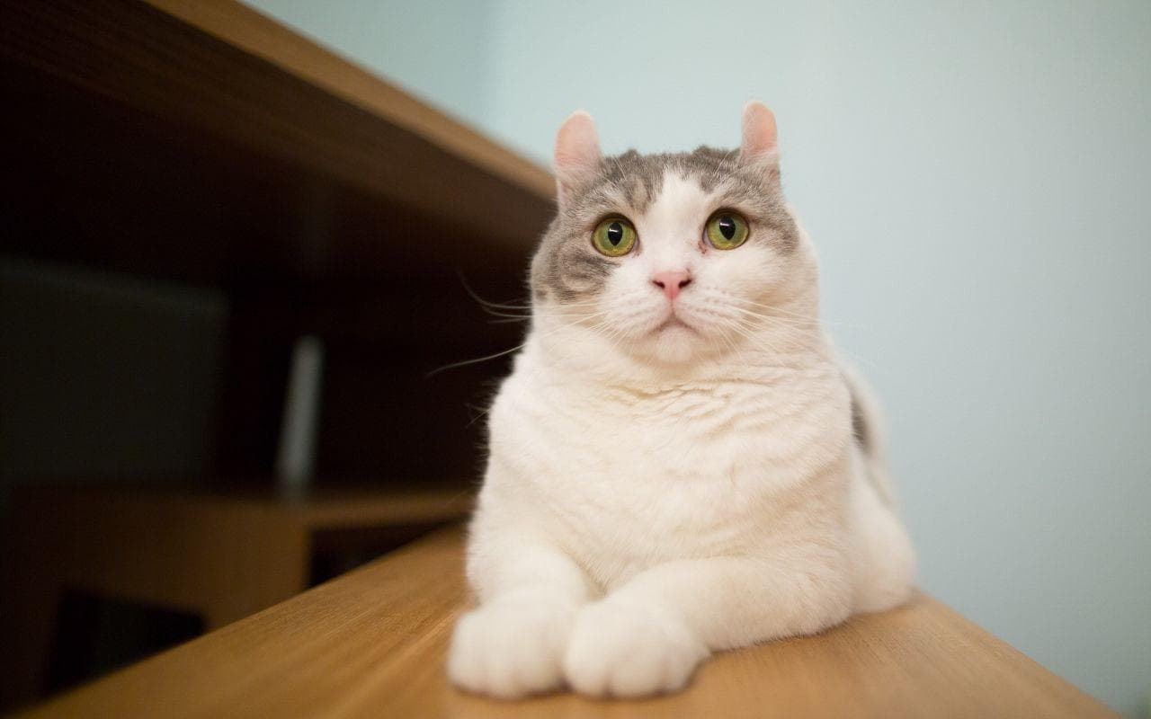 猫病毒性上呼吸道感染：症状、诊断与防治指南