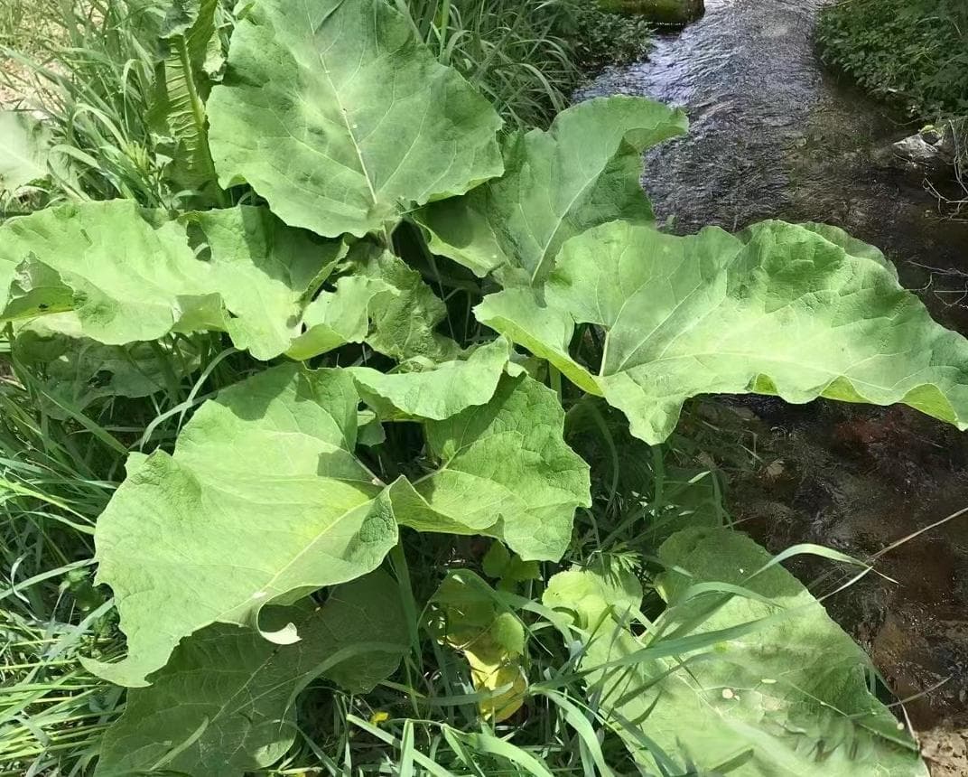 牛蒡：一种可食用可药用的野生植物