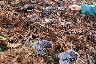 融水灵芝：广西特色农产品地理标志