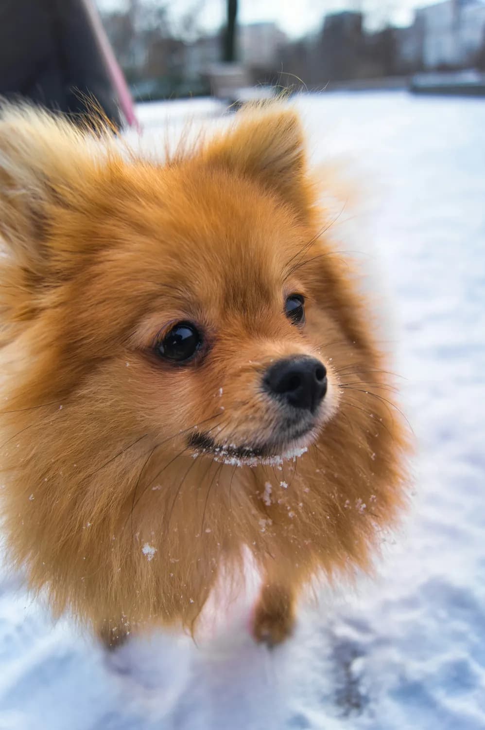冬季博美犬护理指南：保暖防病小贴士