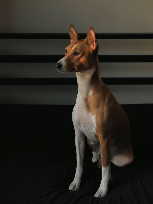 狗的起源：从狼到人类最好的朋友