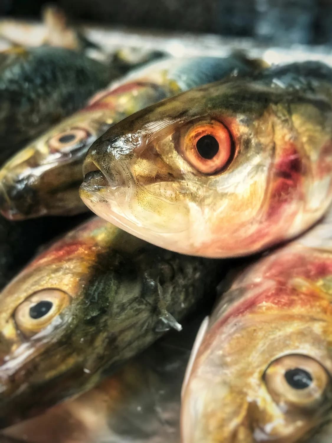 剁椒鱼头、臭豆腐、糖油粑粑：长沙美食攻略
