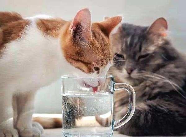 预防猫咪感冒，加强室内通风与保暖。